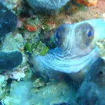 Ktima Alexandros Villa Potos