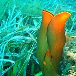 Villa Ktima Alexandros Potos