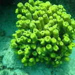 Ktima Alexandros Villa Potos