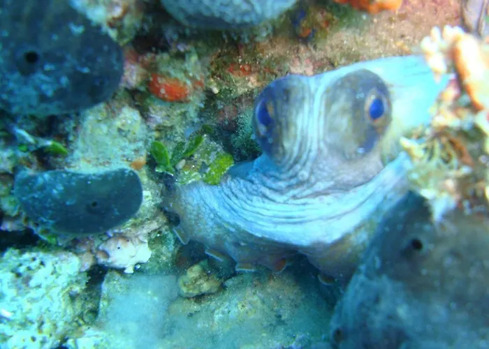 Ktima Alexandros Villa Potos