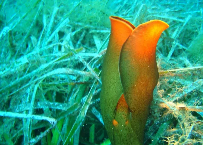 Villa Ktima Alexandros Potos